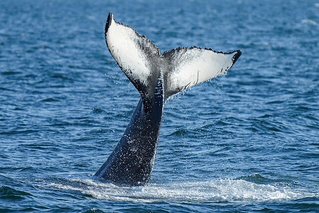 High Seas Treaty ratified by EU and six nations in major milestone