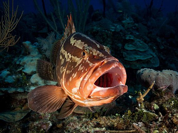Fin-tercom: the Fish Doorbell that’s making waves