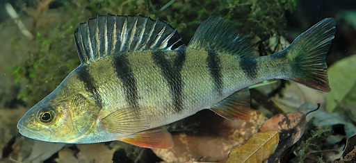 Fin-tercom: the Fish Doorbell that’s making waves