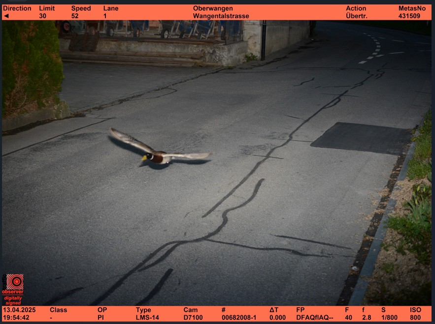 Swiss duck breaks speedlimit again