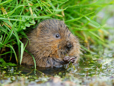 Glimmer of hope: bold moves made by conservationists to save water voles