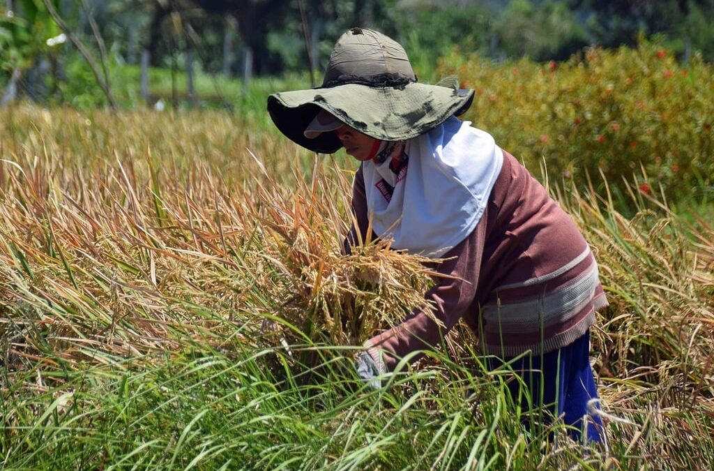 Indonesia’s fight for environmental justice