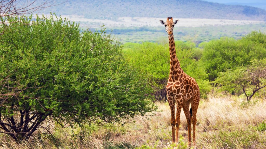 A giraffe stood in a Kenya